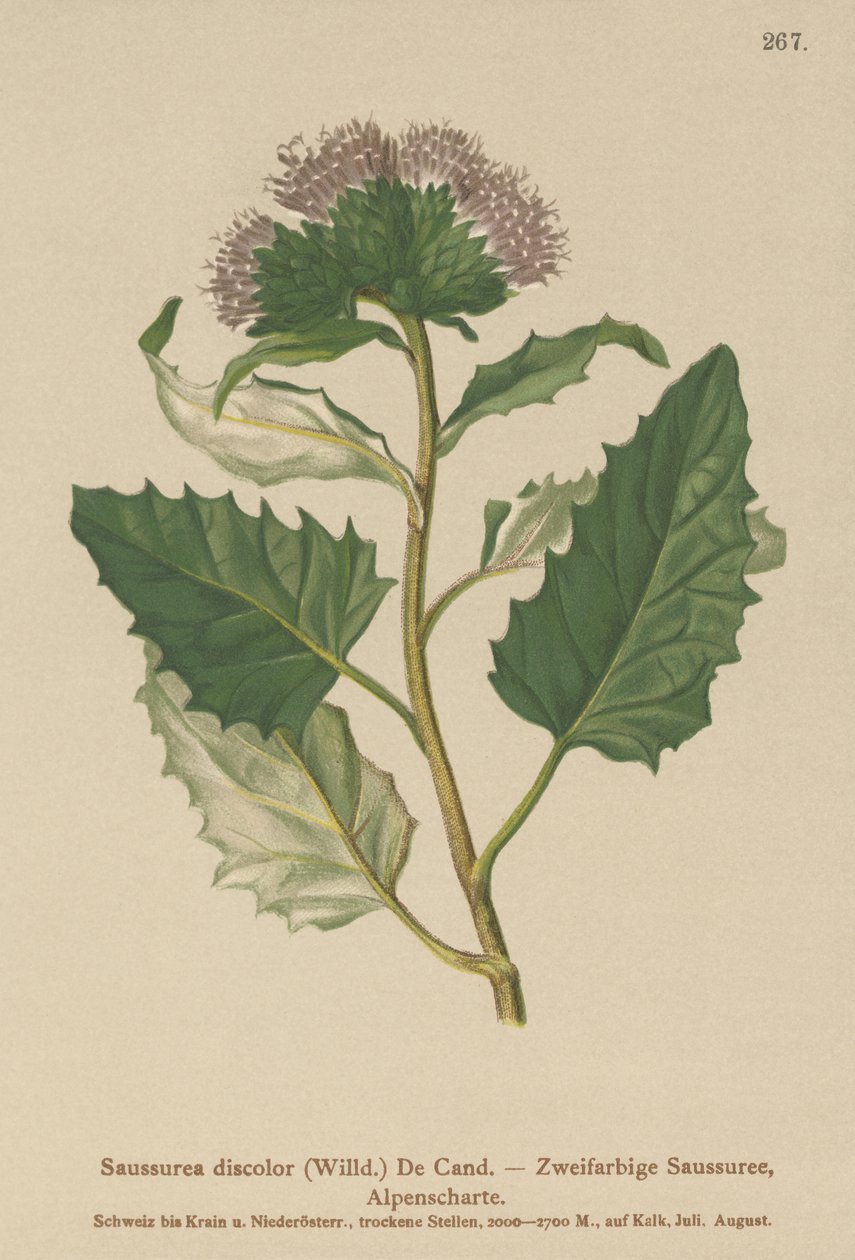 Tarła zwyczajna (Saussurea discolor) autorstwa German School