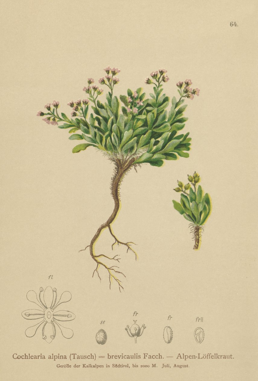 alpejski szkorbut alpejski (Cochlearia alpina, Cochlearia brevicaulis) autorstwa German School