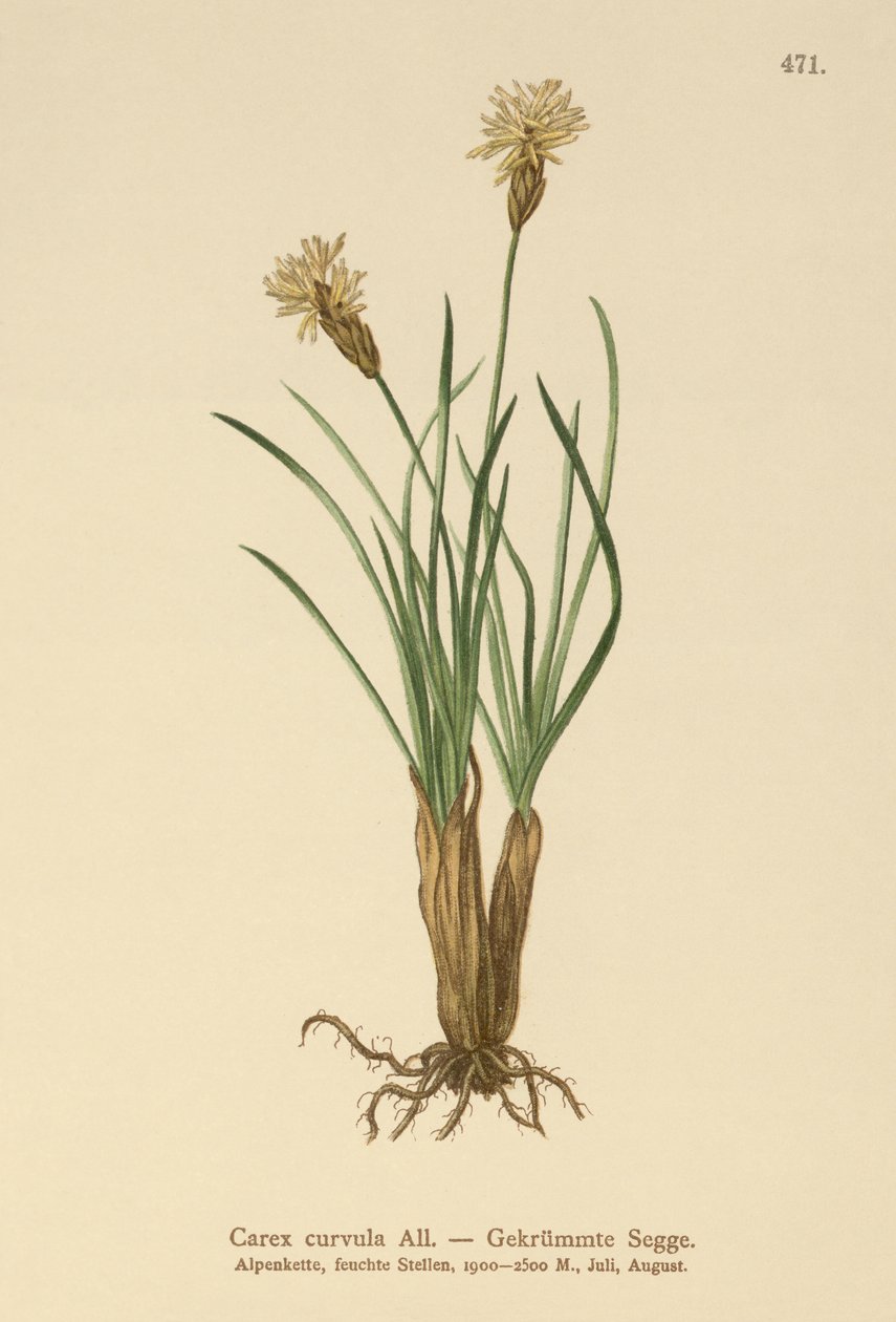 Turzyca alpejska (Carex curvula) autorstwa German School