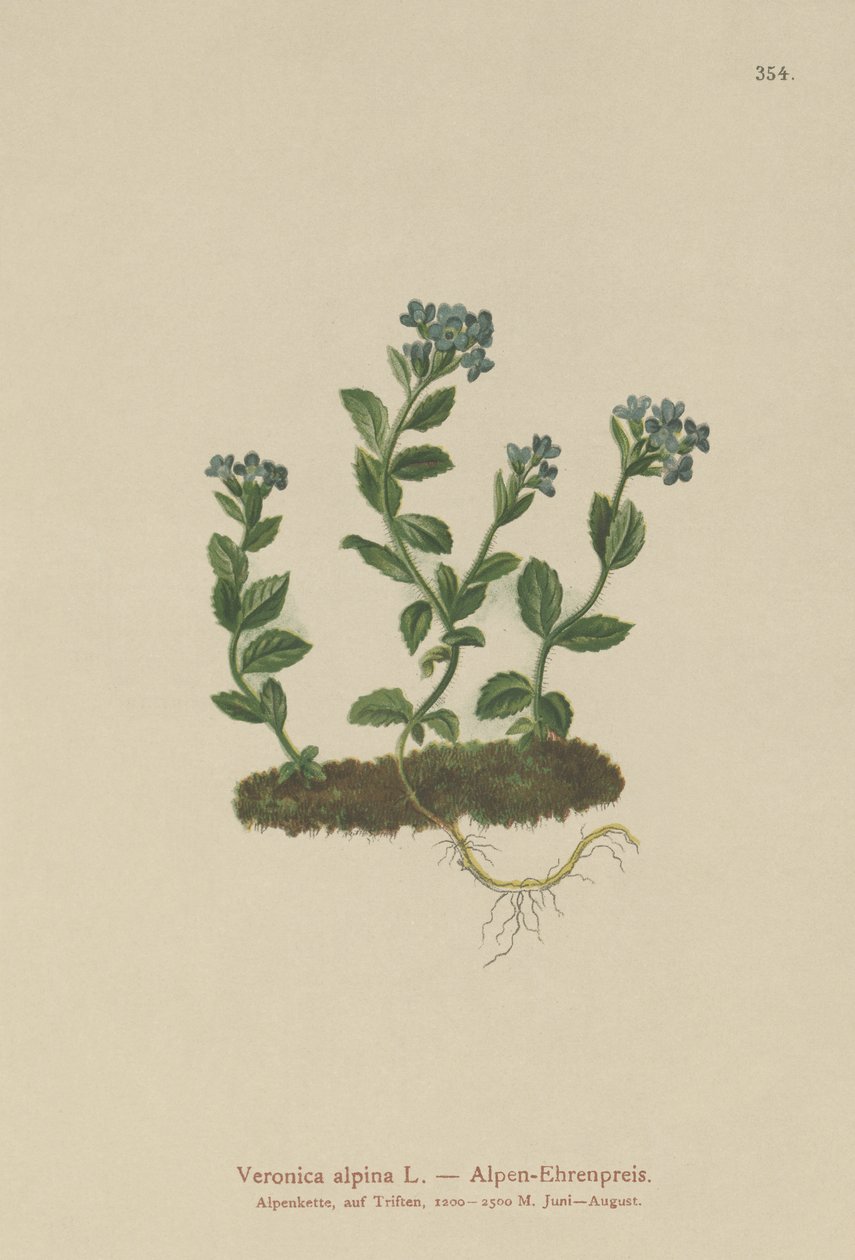 Alpine Speedwell (Veronica alpina) autorstwa German School