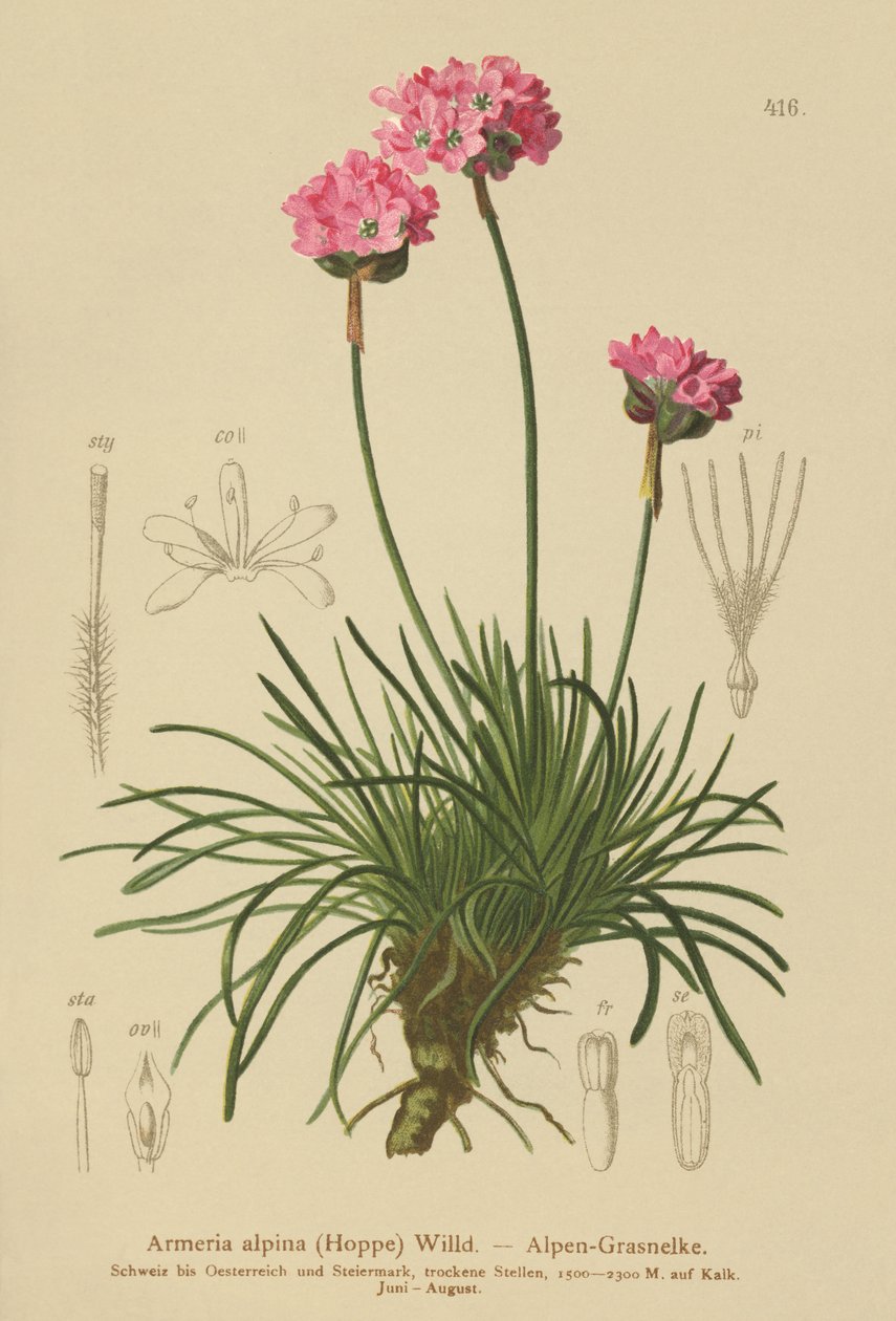 Alpine Thrift (Armeria alpina) autorstwa German School
