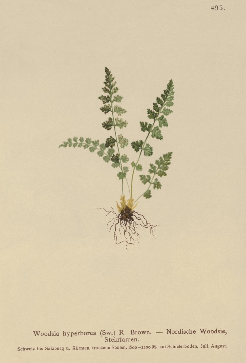 Woodsia alpejska (Woodsia alpina, Woodsia hyperborea, Woodsia intermedia, Woodsia pubescens, Acrostichum alpinum, Acrostichum hyperboreum, Ceterach alpina, Polypodium arvonicum) autorstwa German School