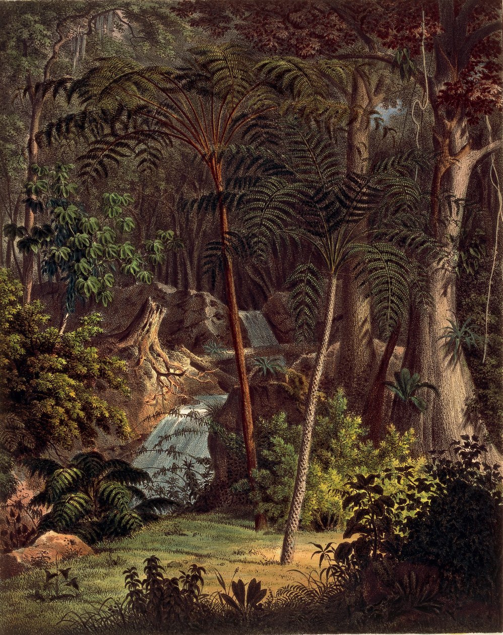 Amazoński las deszczowy, stół XXVII z Plantarum Cryptogamicarum Brasiliensium autorstwa Johanna Baptist Von Spix i Carla Friedricha Von Martiusa autorstwa German School