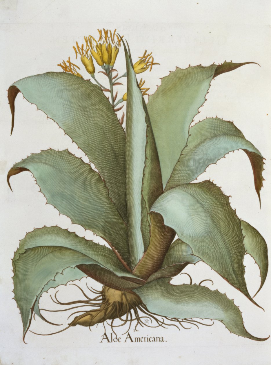 American Aloe: Aloe Americana, z Hortus Eystettensis Basila Beslera (1561-1629), wyd. 1613 autorstwa German School