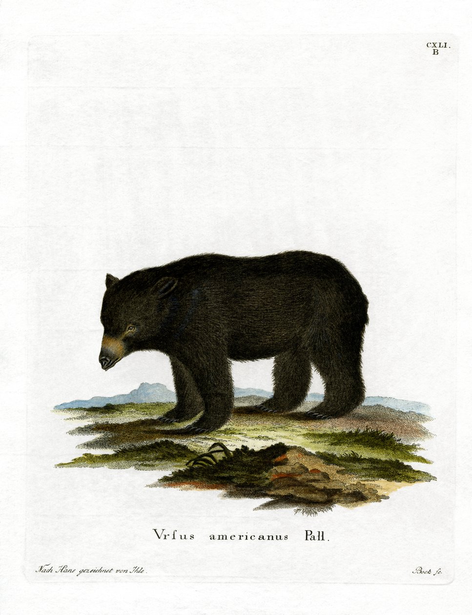 American Black Bear (kolorowy grawerunek) autorstwa German School