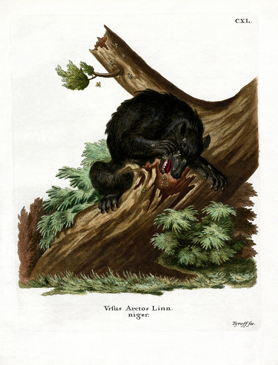 American Black Bear (kolorowy grawerunek) autorstwa German School
