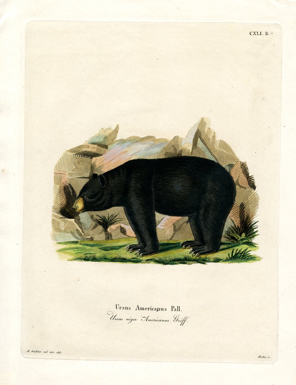 American Black Bear (kolorowy grawerunek) autorstwa German School