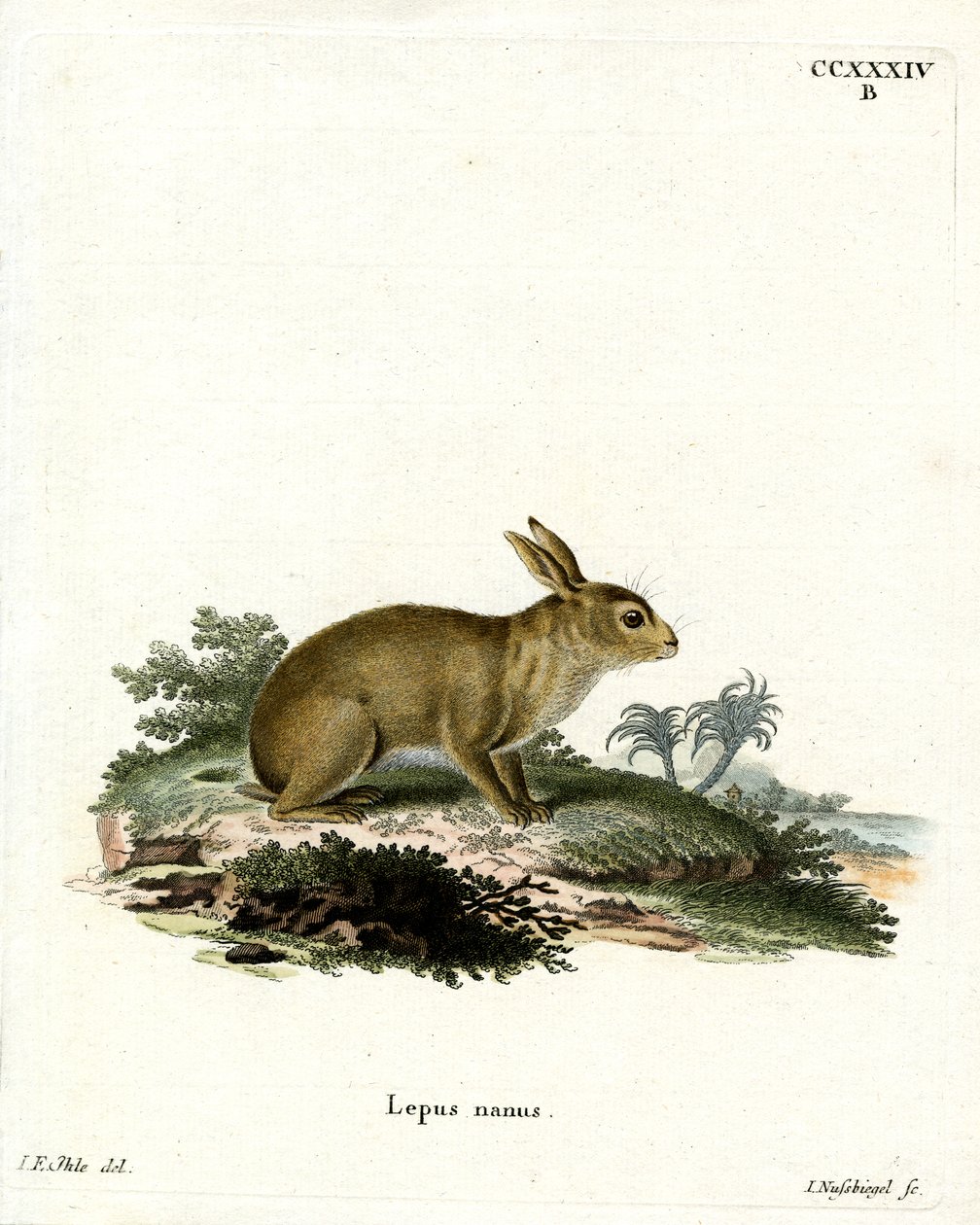 American Grey Rabbit (kolorowy grawerunek) autorstwa German School