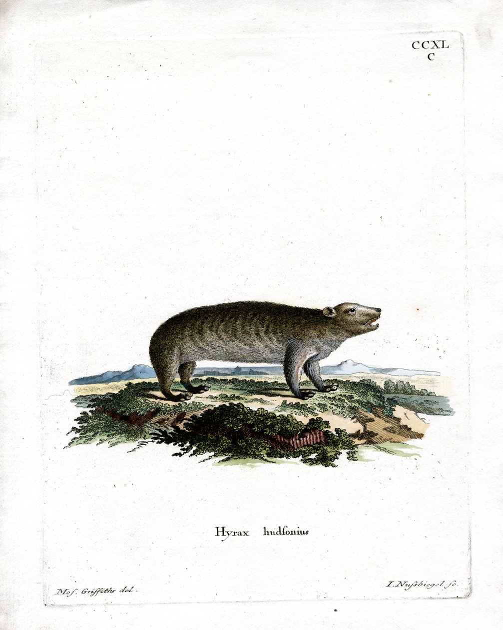 American Hyrax (kolorowy grawerunek) autorstwa German School