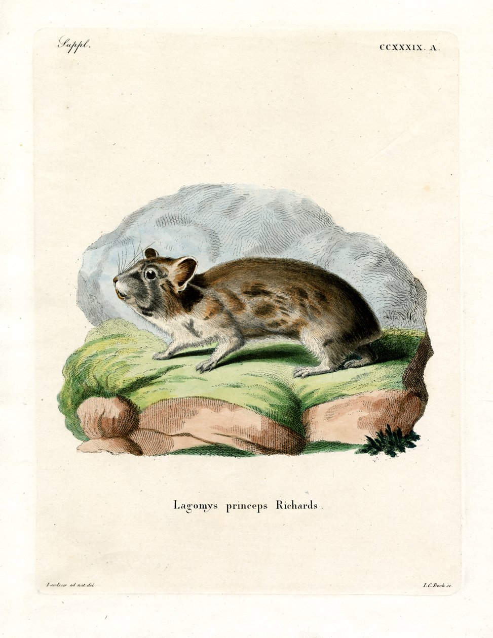Pika amerykańska (kolorowy grawer) autorstwa German School
