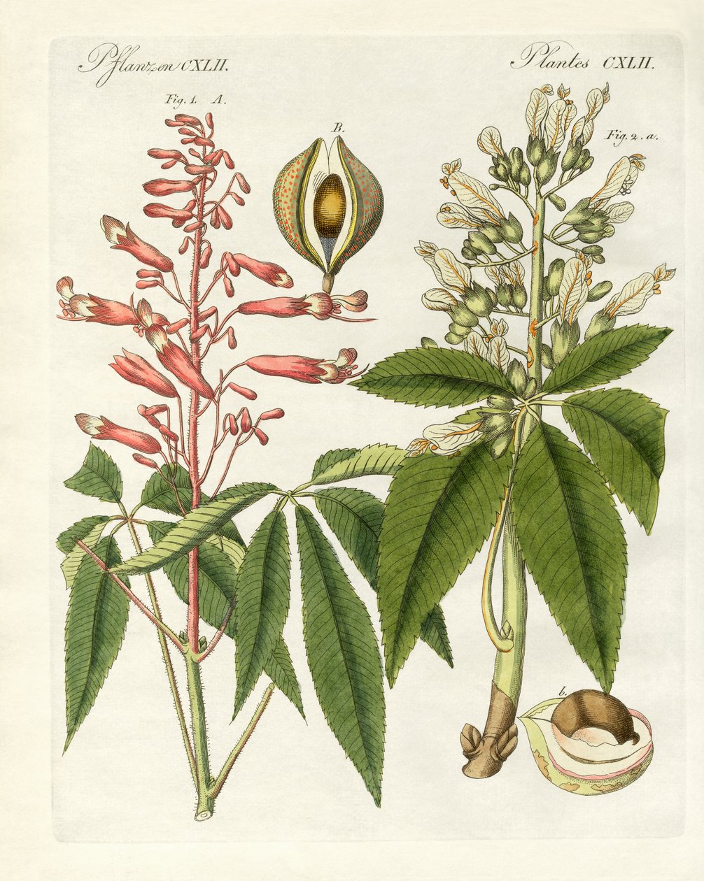 Amerykańskie rodzaje buckeyes (kolorowy grawer) autorstwa German School
