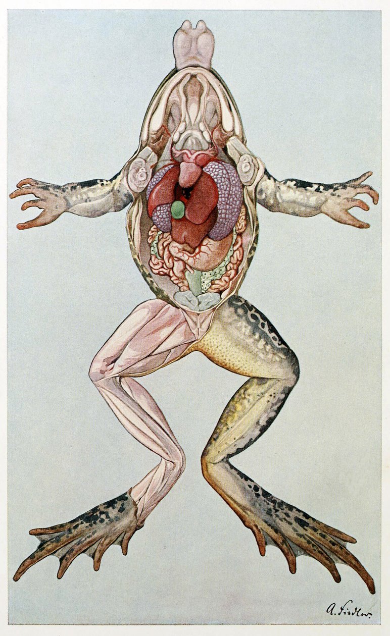 Przekrój anatomiczny samicy żaby, Brehms Tierleben, wyd. 1860 (kolor lito) autorstwa German School