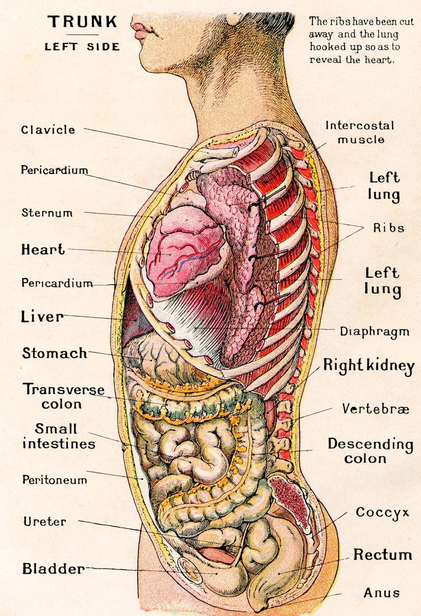 Anatomiczny widok ludzkiego tułowia autorstwa German School
