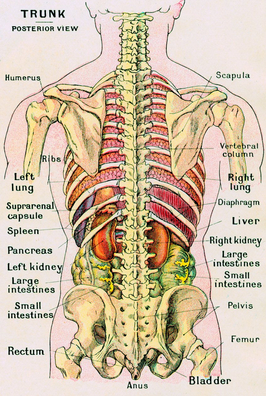 Anatomiczny widok ludzkiego tułowia autorstwa German School