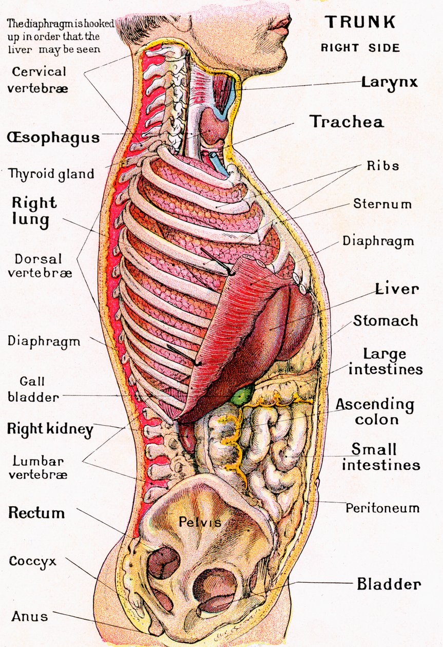 Anatomiczny widok ludzkiego tułowia autorstwa German School