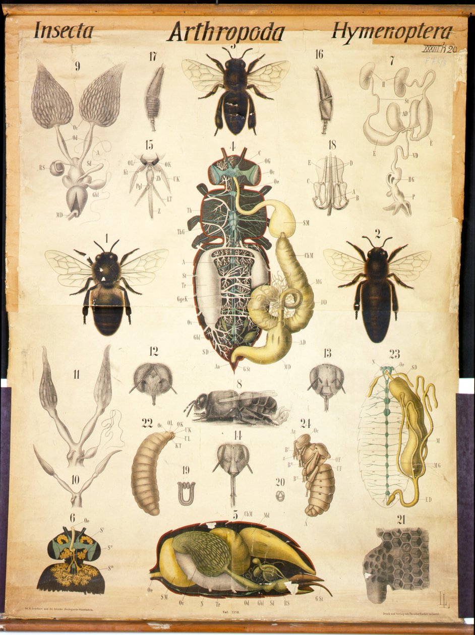 Anatomia Apisa, nr XXVII, Zoologiczna tablica ścienna Leuckarts, 1877-98 autorstwa German School