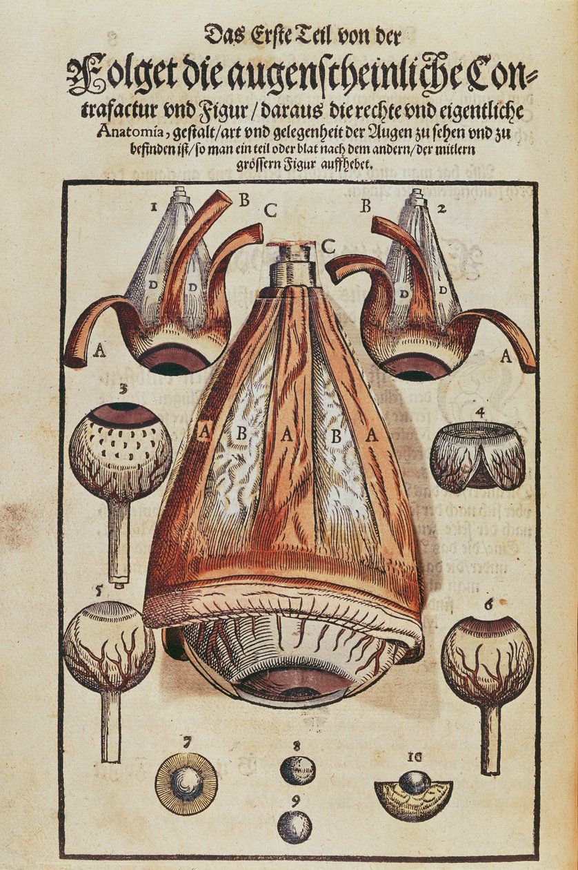 Anatomia oka, z Ophthalmodouleia Georga Bartischa (1535-1636) wydanej w Dreźnie w 1583 r. (kolorowy drzeworyt) (zob. też 236712) autorstwa German School