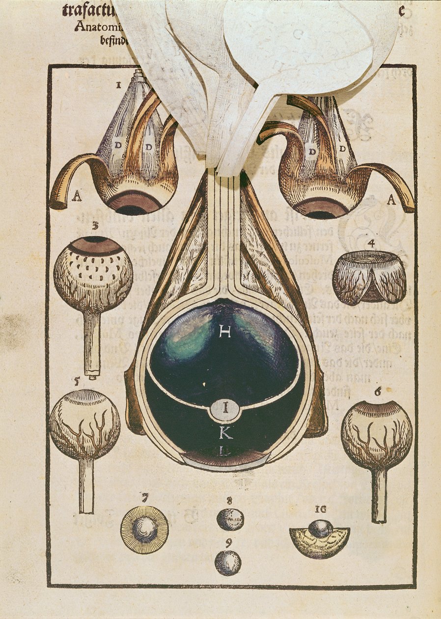 Anatomia oka z Ophthalmodouleia Georga Bartischa (1535-1636) wydanej w Dreźnie w 1583 r. (kolorowy drzeworyt) (zob. też 236711) autorstwa German School