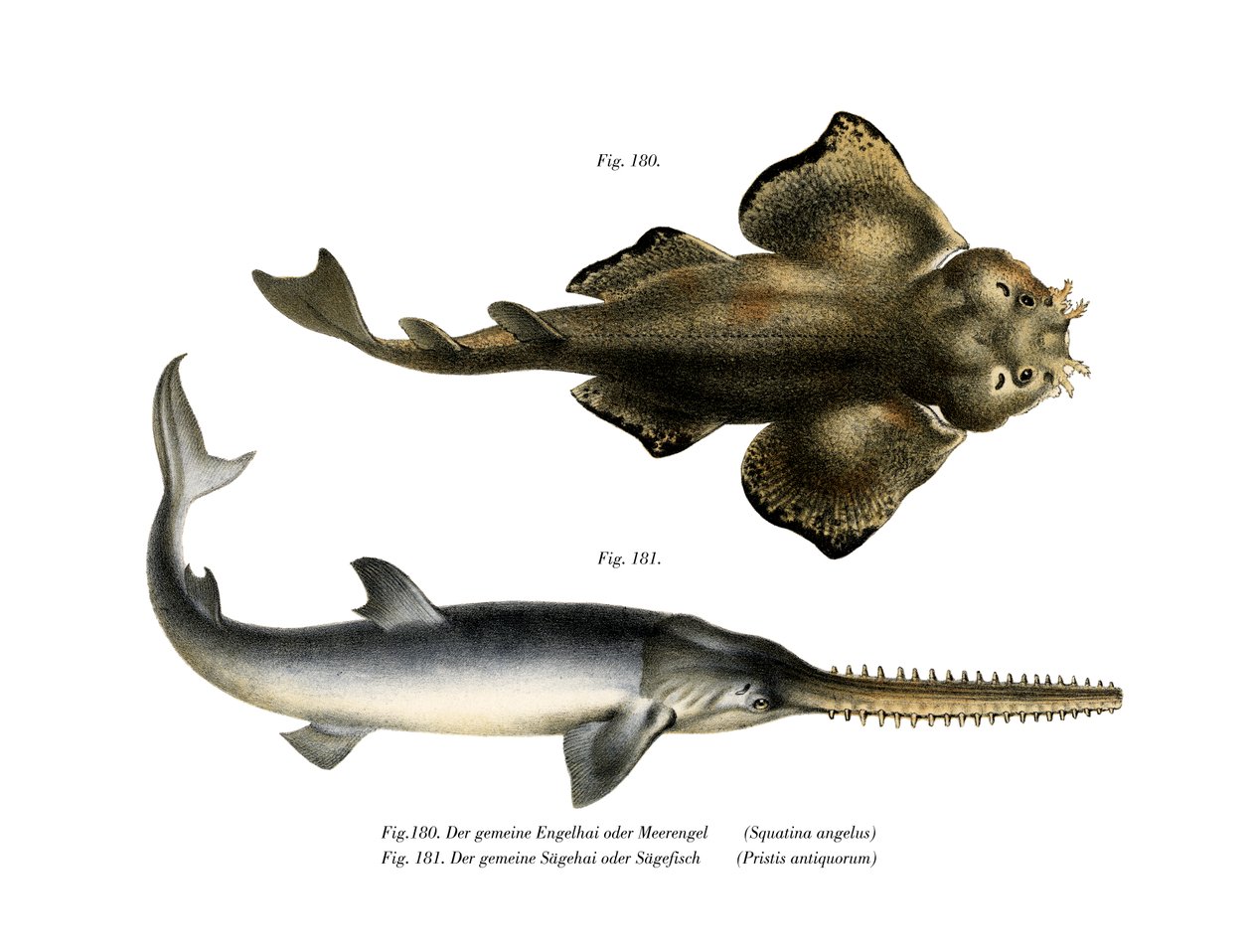 Angel Shark (kolor lito) autorstwa German School