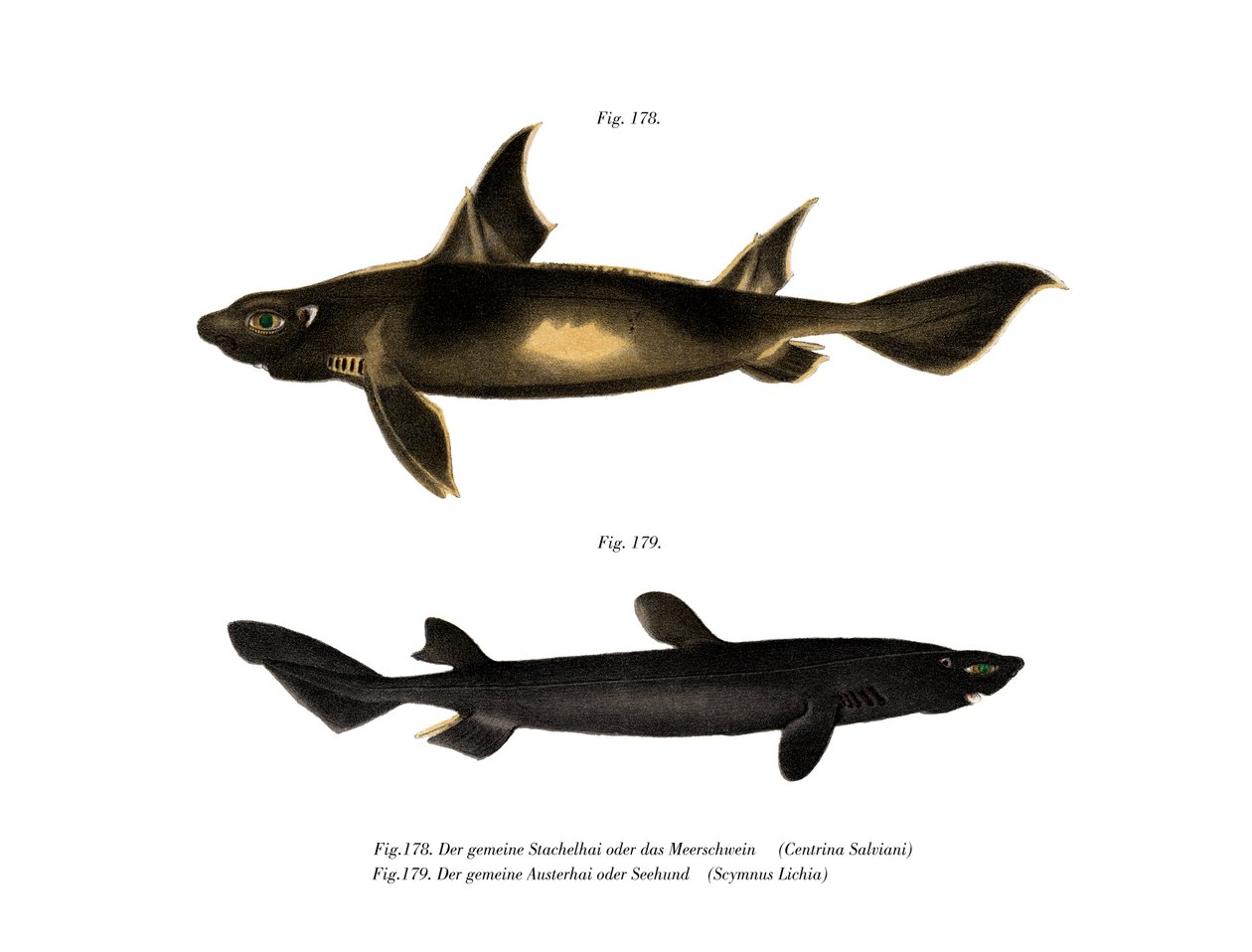 Angular Roughshark (kolor lito) autorstwa German School