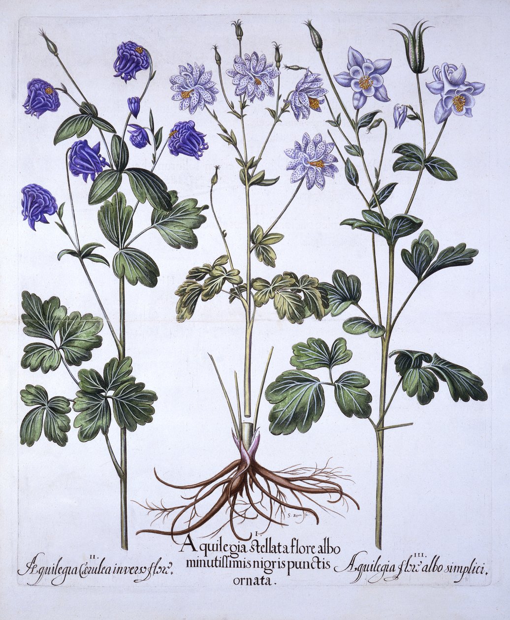Aquilegia, z Hortus Eystettensis, Basil Besler (1561-1629), wyd. 1613 (grawerowanie ręcznie kolorowane) autorstwa German School