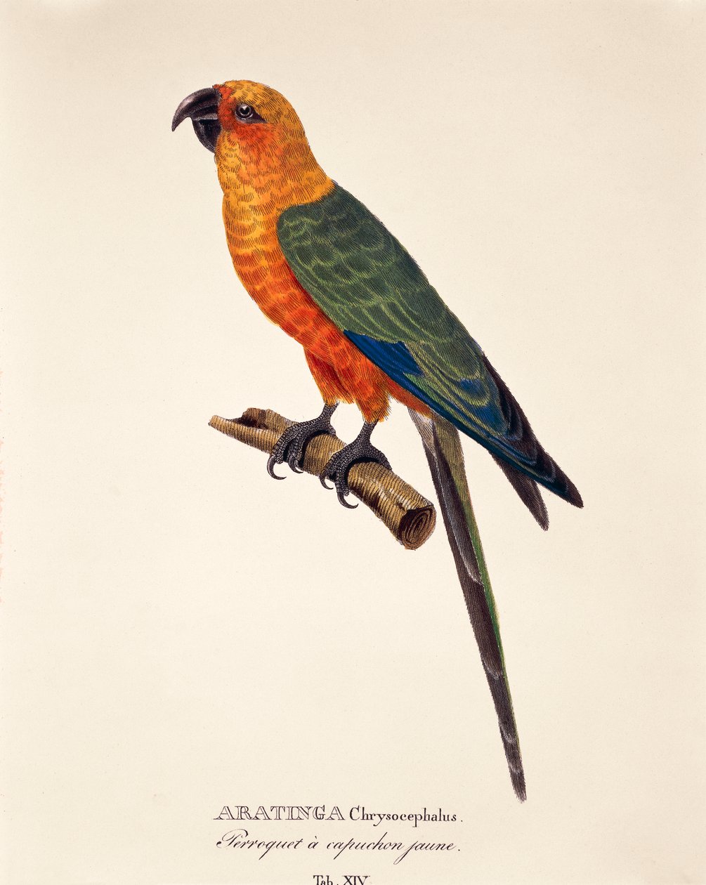 Aratinga Chrysocephalus, tabela XIV z „Bard Species New to Brazil” Johanna Baptist Von Spix i Carla Friedricha Von Martiusa autorstwa German School