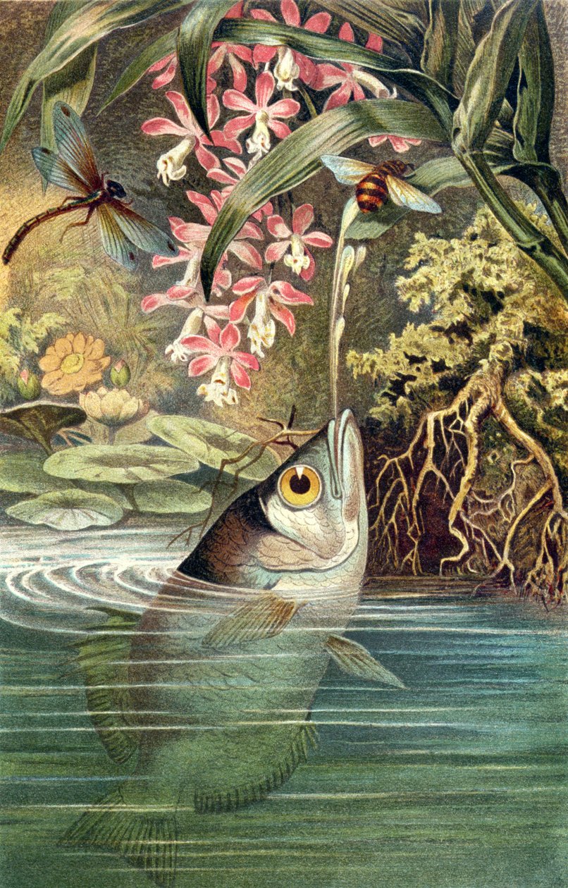 Archerfish, płyta z Brehm