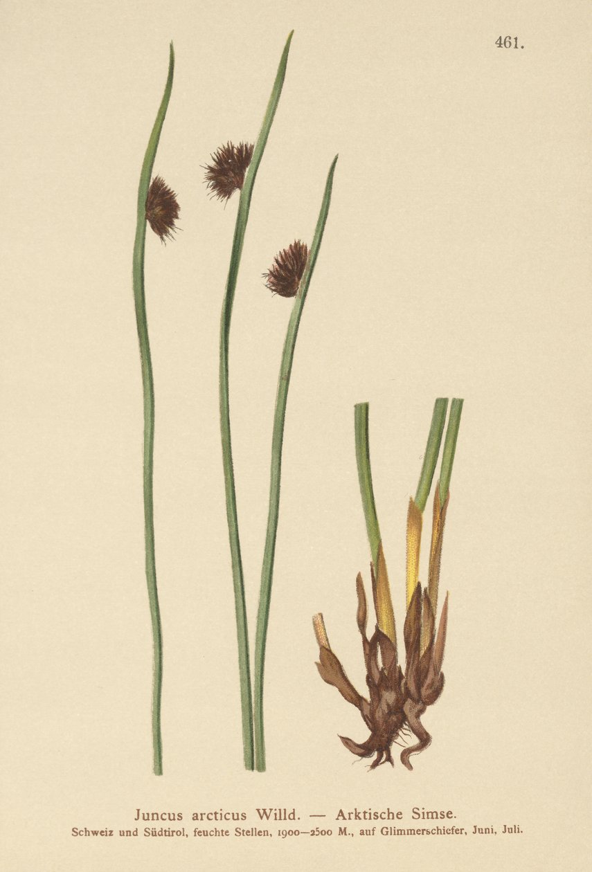 Arktyczna gorączka (Juncus arcticus) autorstwa German School