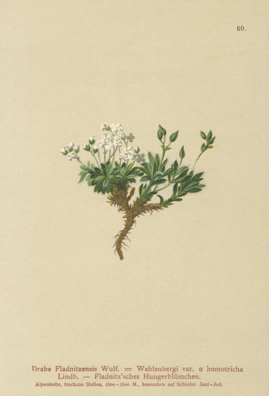 Draba arktyczna (Draba fladnitzensis, Draba altaica, Draba Wahlenbergi) autorstwa German School