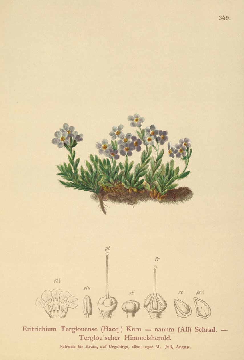 Arktyczna niezapominajka (Eritrichium nanum, Eritrichium Terglouense) autorstwa German School