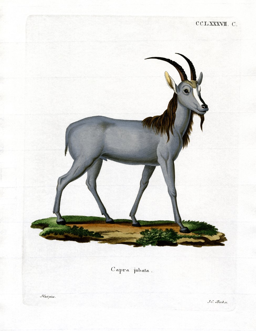 Argali (kolorowy grawerunek) autorstwa German School