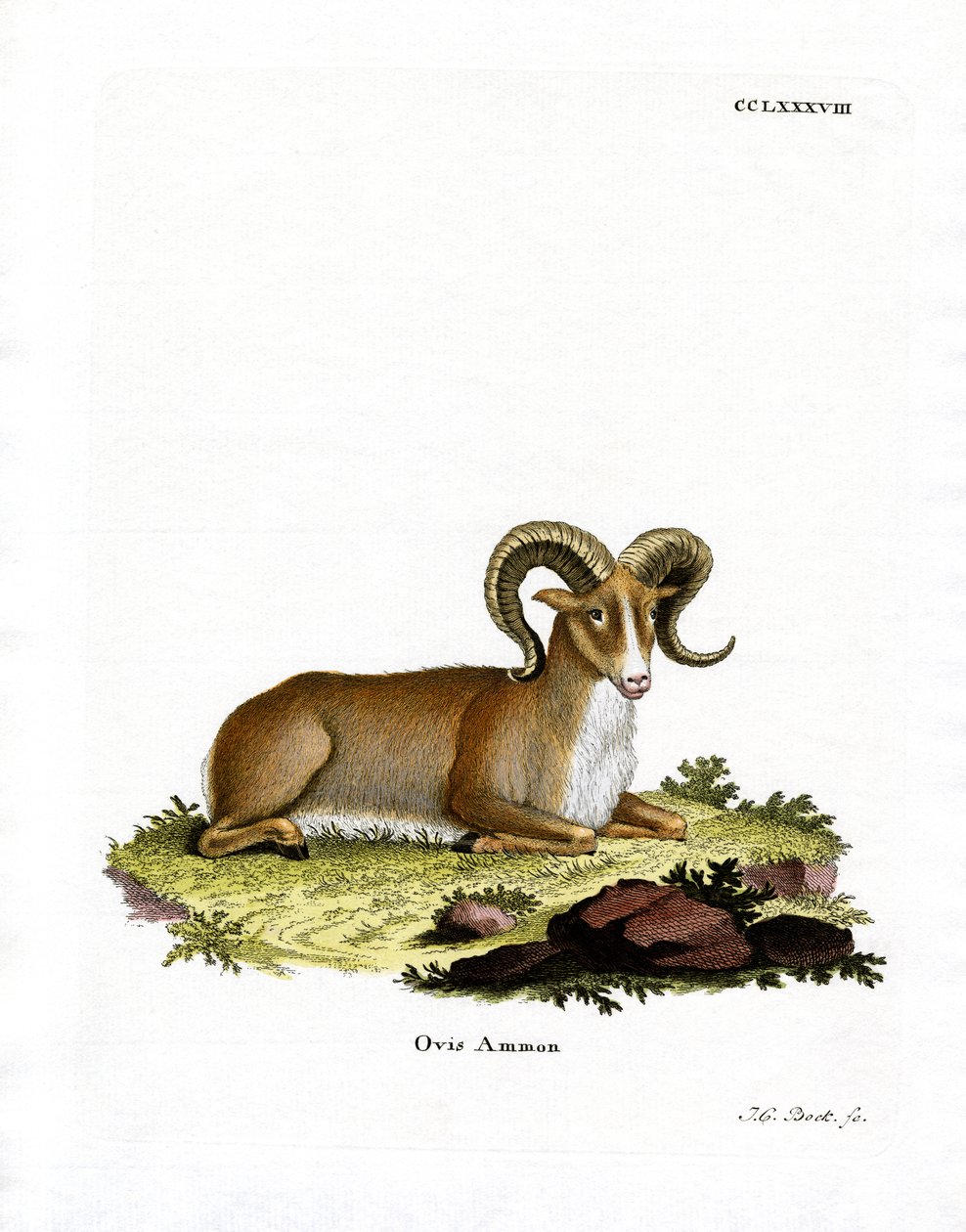 Argali (kolorowy grawer) autorstwa German School