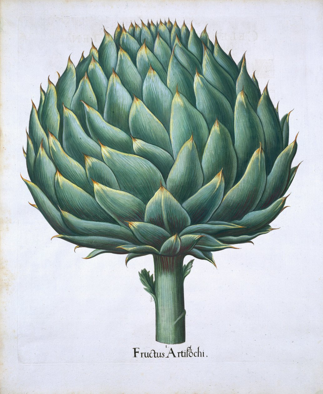 Karczoch z Hortus Eystettensis Basila Beslera (1561-1629) wyd. 1613 (ręcznie kolorowane grawerowanie) autorstwa German School