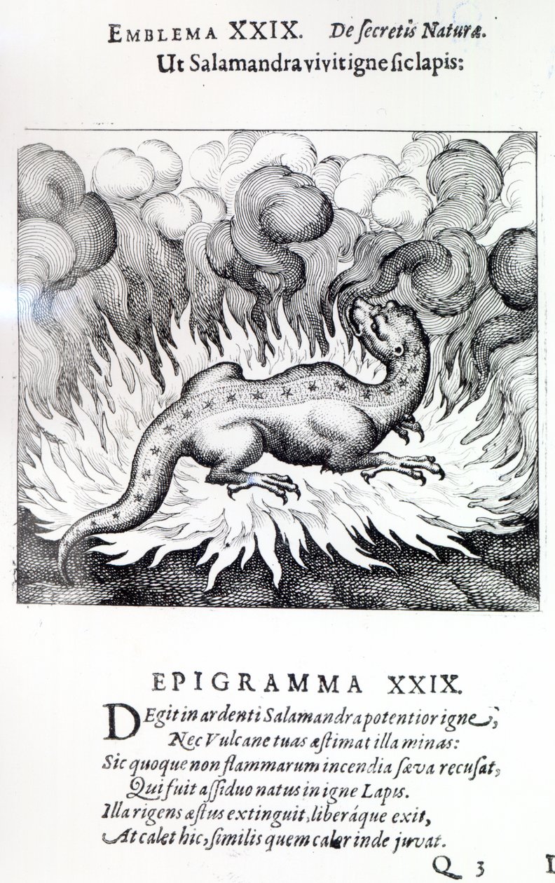 Jak Salamandra żyje w ogniu, tak samo Kamień, Emblemat XXIX od Atalanta fugiens autorstwa Michaela Maiera, 1617 autorstwa German School