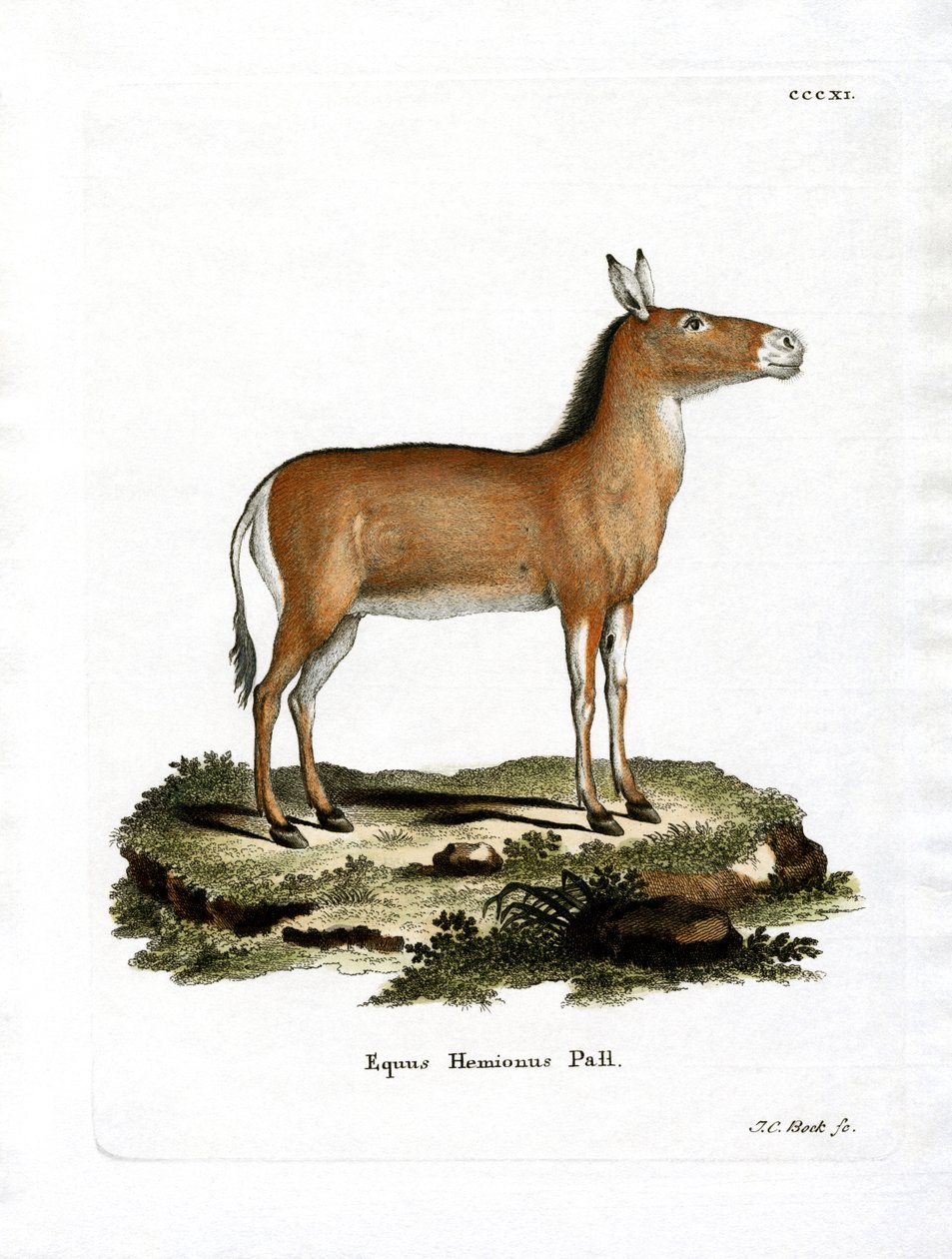 Asian Wild Ass (kolorowy grawerunek) autorstwa German School