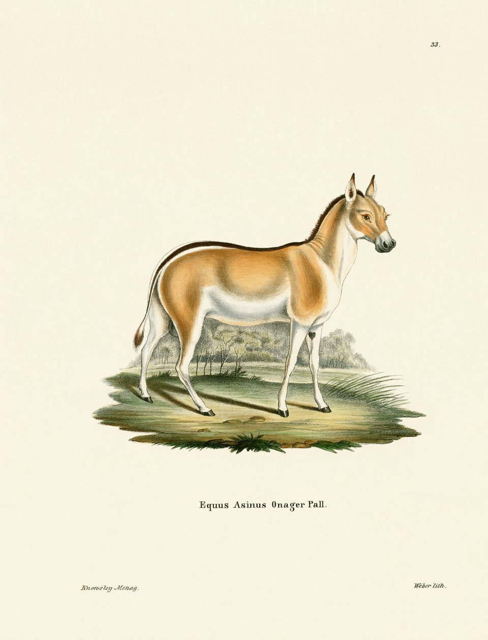Asian Wild Ass (kolorowy grawerunek) autorstwa German School
