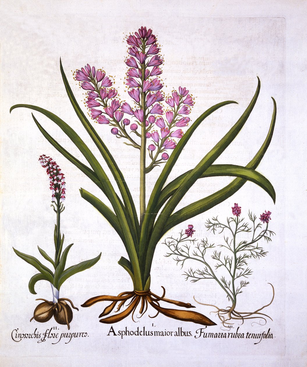 Asfodel, spalona orchidea i Fumaria Spicata, z Hortus Eystettensis, autorstwa Basila Beslera (1561-1629), wyd. 1613 (grawerowanie ręcznie kolorowane) autorstwa German School