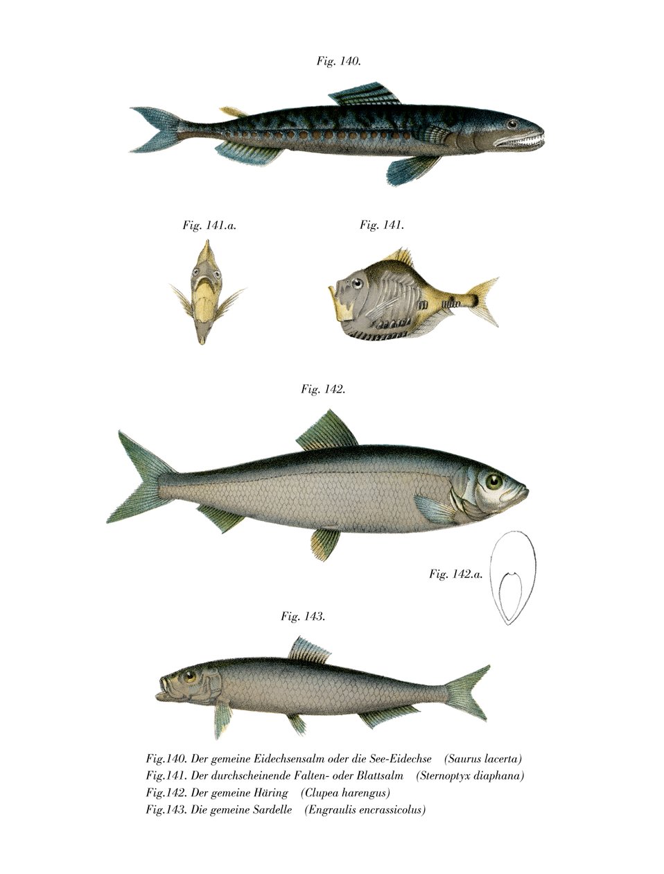 Atlantic Saury (kolor lito) autorstwa German School