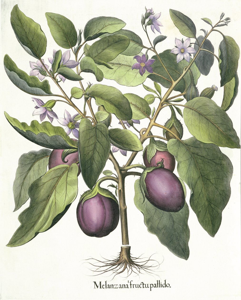 Bakłażan: blady owoc Melanzany, z Hortus Eystettensis autorstwa Basila Beslera (1561-1629), wyd. 1613 autorstwa German School