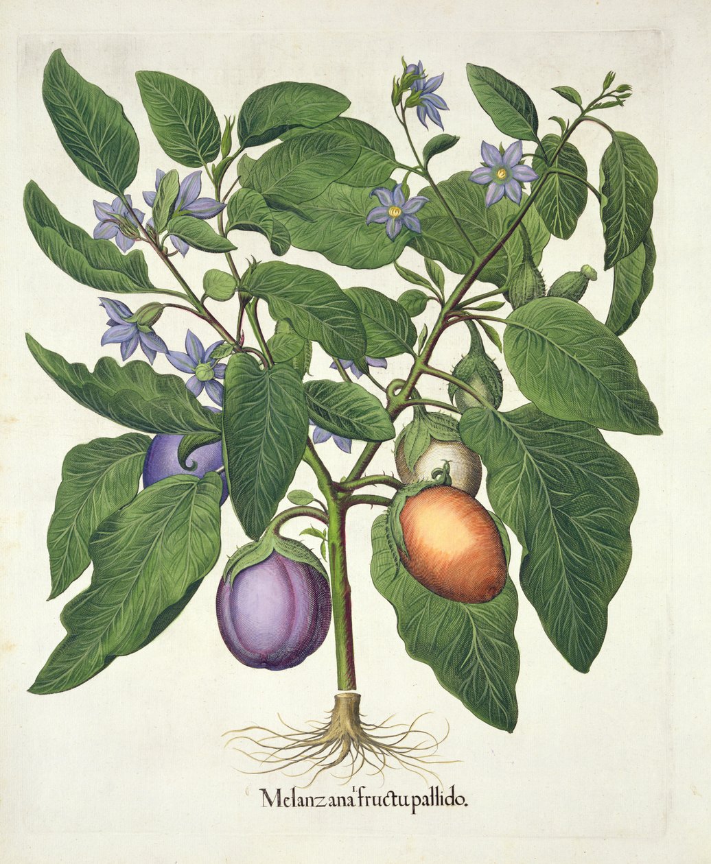 Bakłażan: Melanzana fructu pallido, z Hortus Eystettensis Basila Beslera (1561-1629), wyd. 1613 (ręcznie kolorowane grawerowanie) autorstwa German School