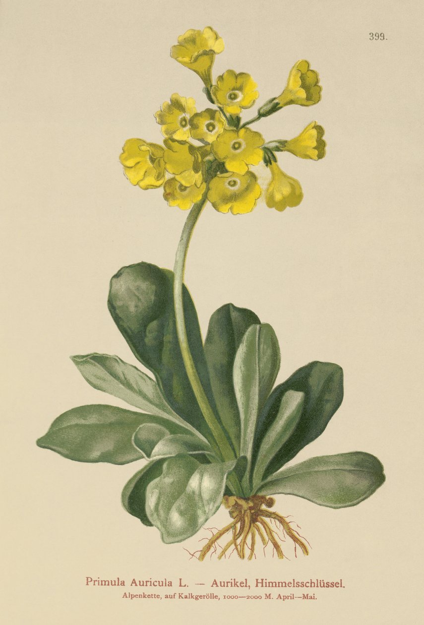 Ucho (Primula Auricula) autorstwa German School