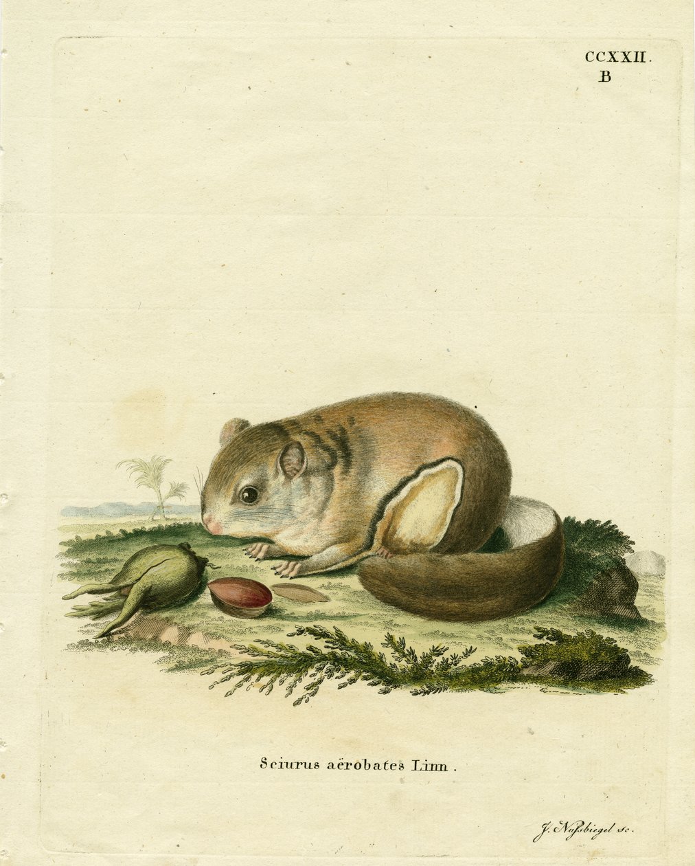 Australijski Pygmy Flying Phalanger (kolorowy grawerunek) autorstwa German School