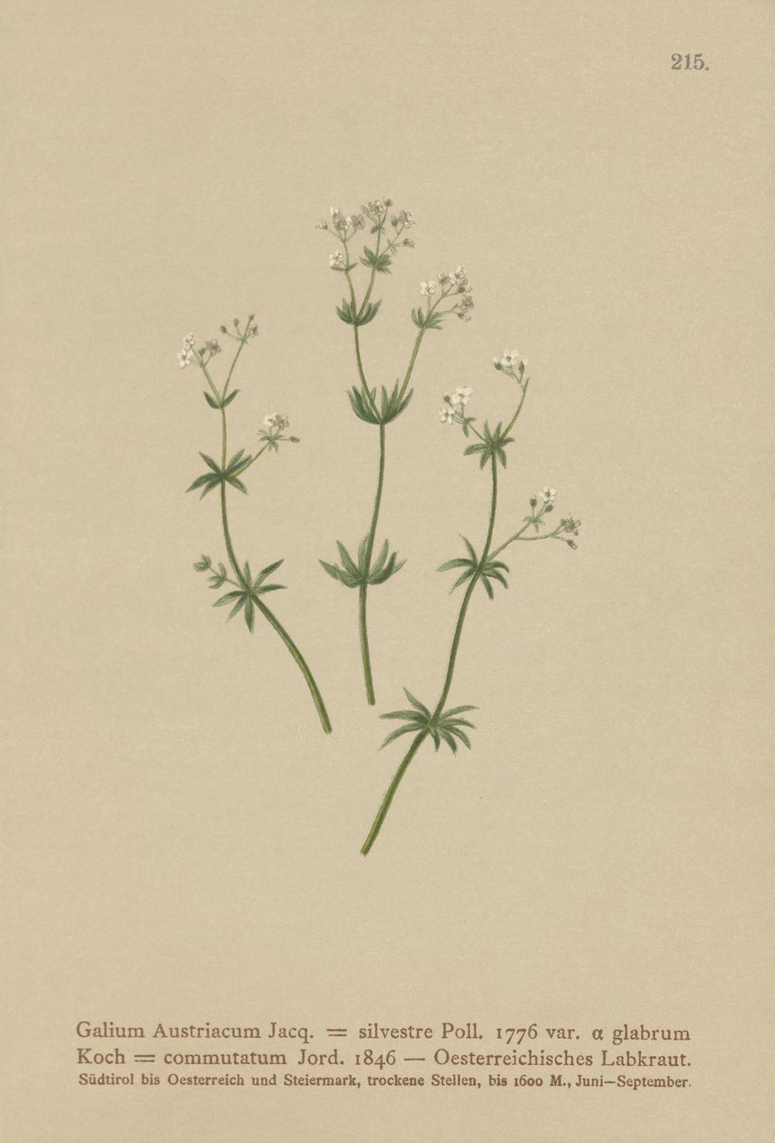 Ostrożeń austriacki (Galium austriacum, Galium silvestre (var. glabrum), Galium commutatum). autorstwa German School
