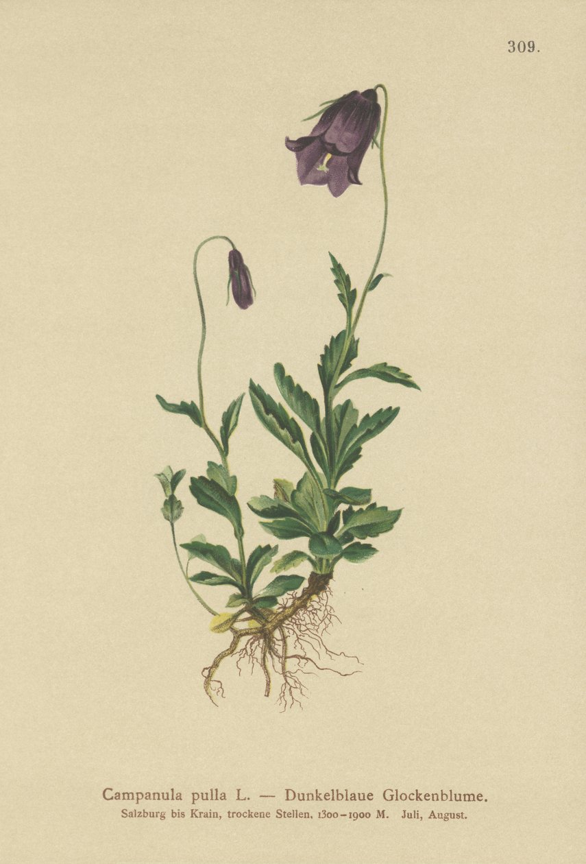 Dzwonek austriacki (Campanula pulla) autorstwa German School