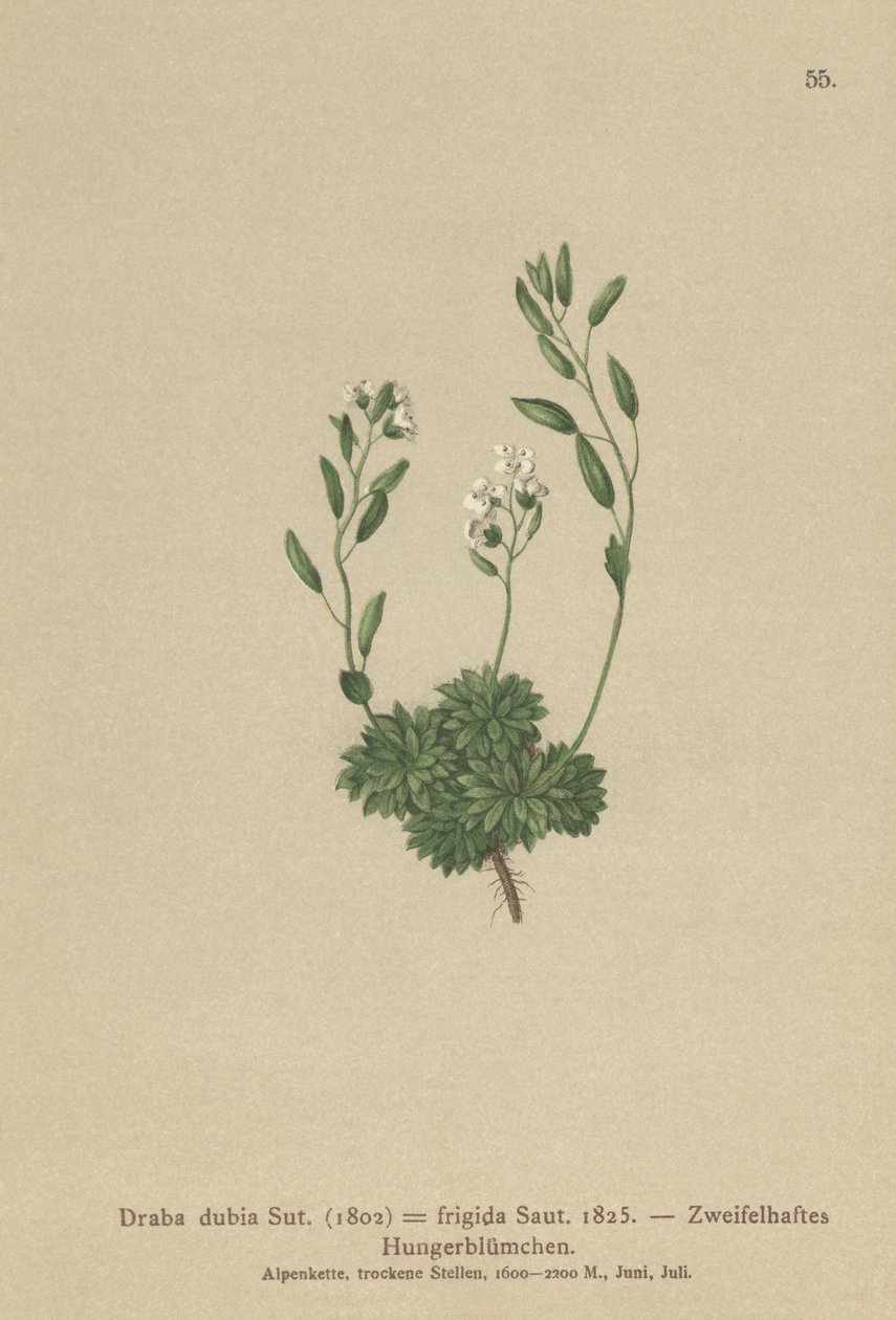 Austriacka Whitlow Grass (Draba dubia, Draba frigida) autorstwa German School