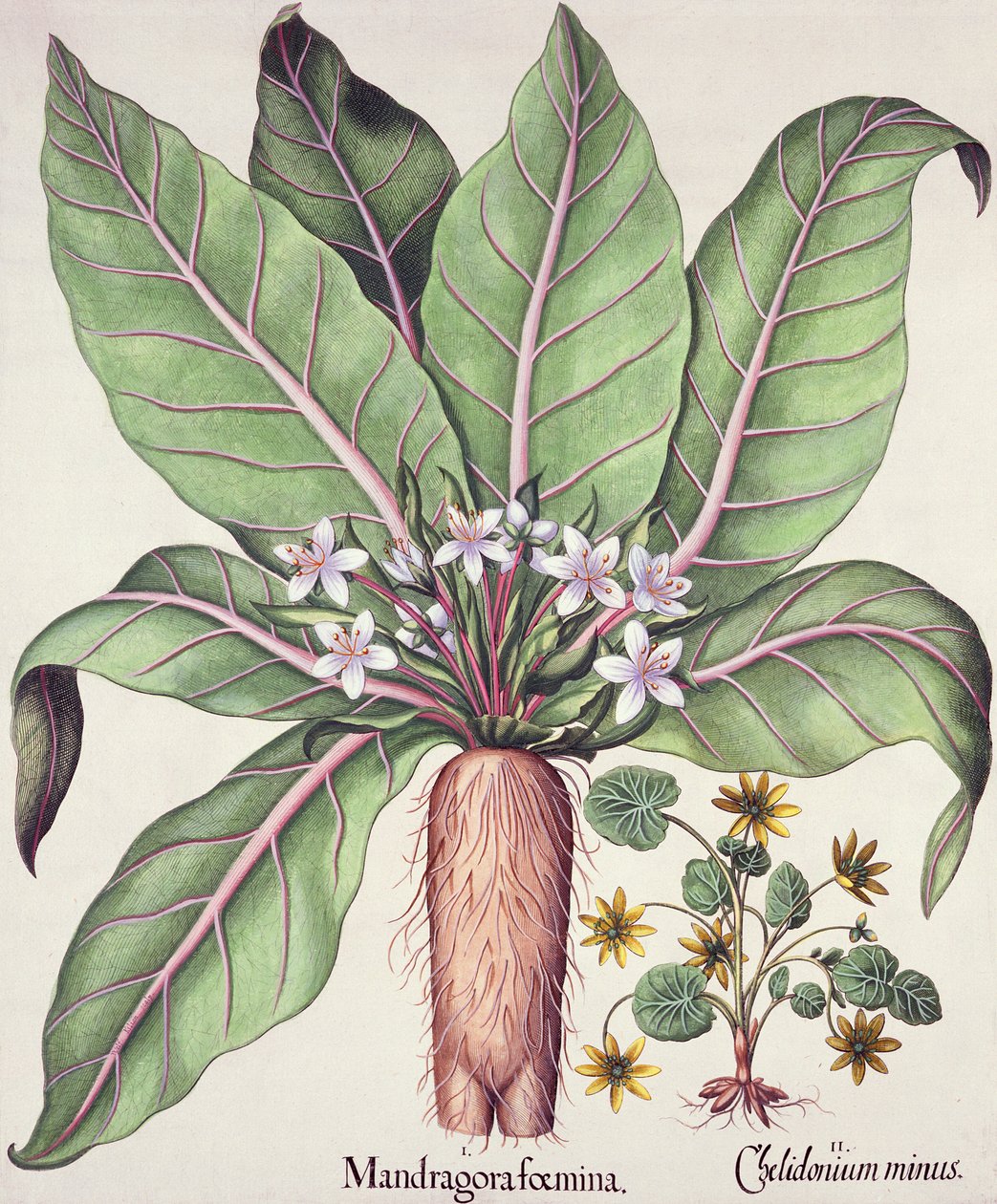 Jesienna mandragora z Hortus Eystettensis Basila Beslera (1561-1629) wyd. 1613 (ręcznie kolorowane grawerowanie) autorstwa German School