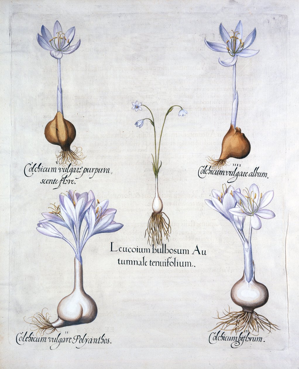Jesienne płatki śniegu i szafrany łąkowe, z Hortus Eystettensis, Basil Besler (1561-1629), wyd. 1613 (grawerowanie ręcznie kolorowane) autorstwa German School