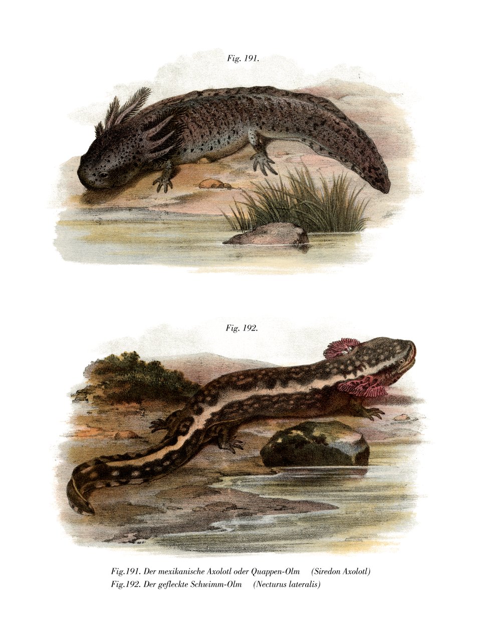 Axolotl (członkowie kolorowi) autorstwa German School
