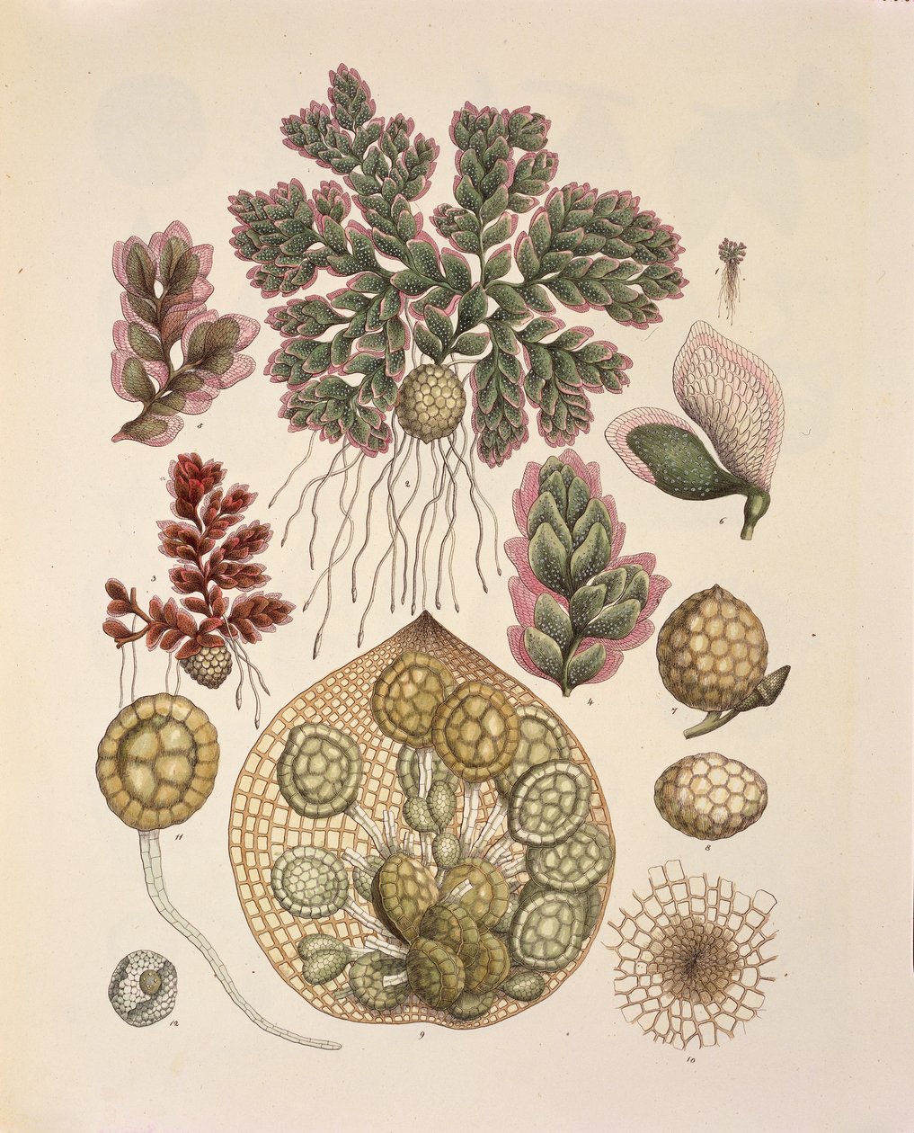 Azolla (paprocie wodne), tabela 74 z „Plantarum Cryptogamicarum Brasiliensium” Johanna Baptysty von Spixa i Carla Friedricha von Martiusa autorstwa German School
