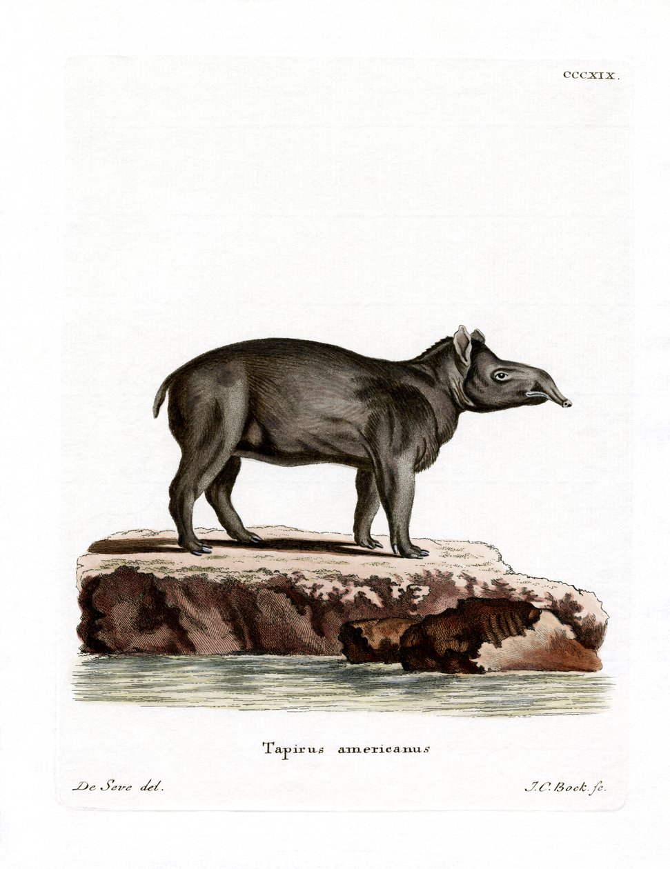Tapir Bairda (kolorowy grawerunek) autorstwa German School